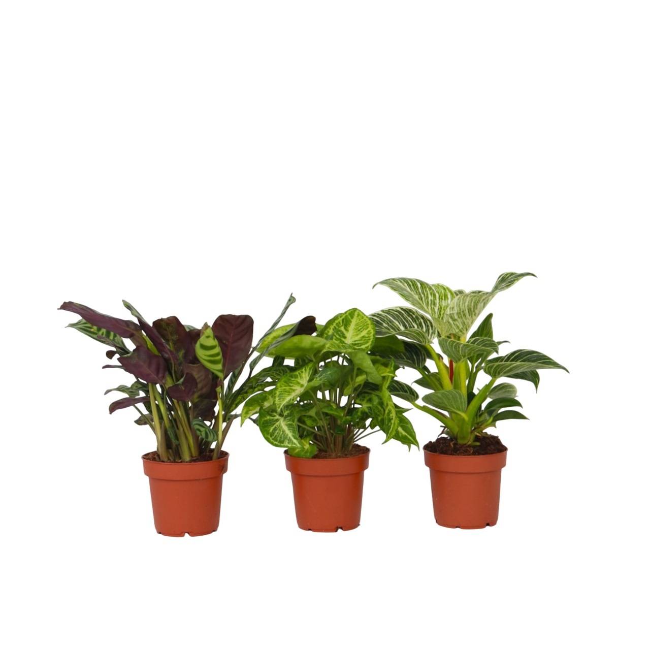 Mélange de plantes d'intérieur - Set de 3 - Hauteur 25-40cm - ⌀12cm - Image 1