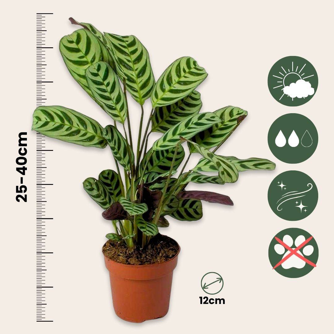 Mélange de plantes d'intérieur - Set de 3 - Hauteur 25-40cm - ⌀12cm - Image 6