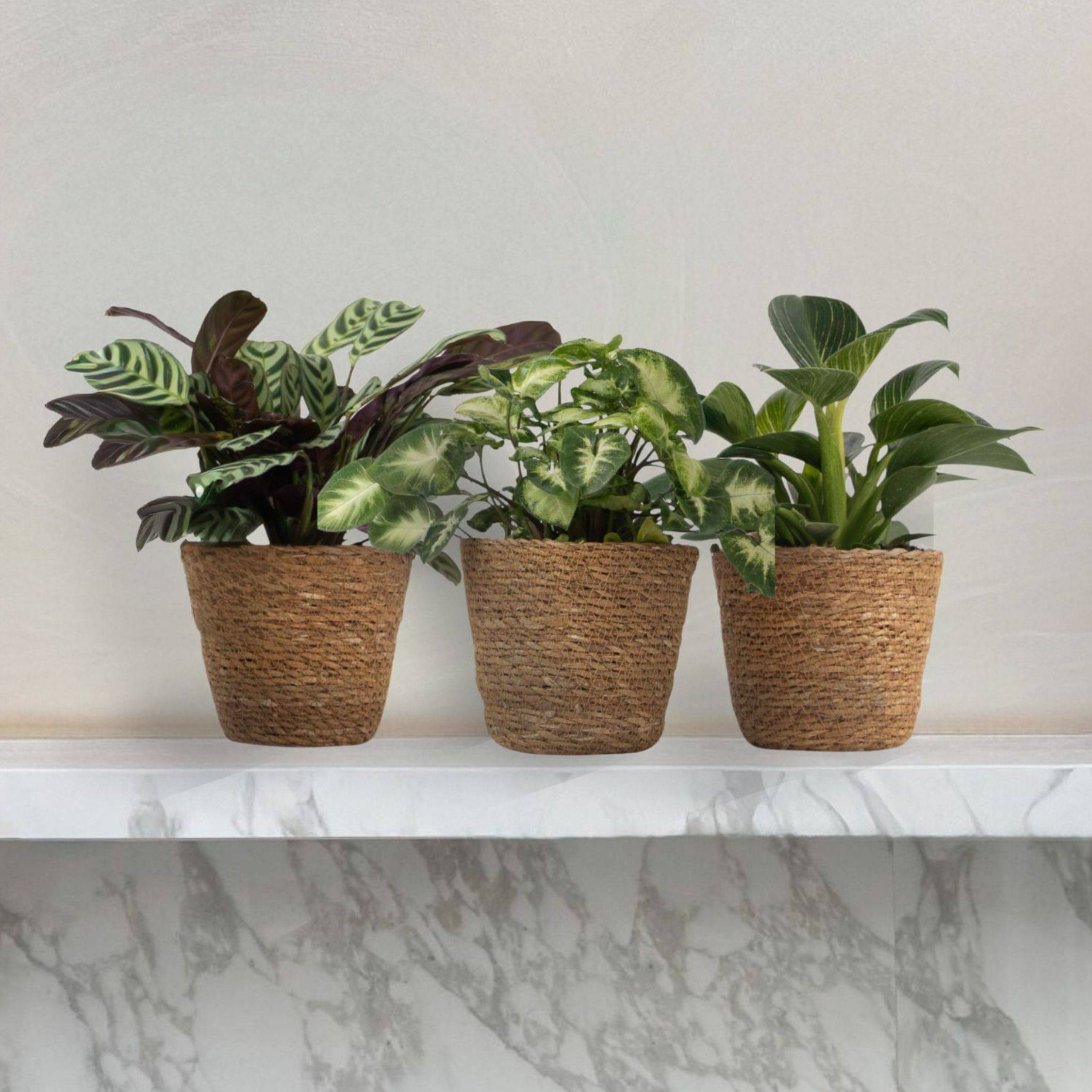 Mélange de plantes d'intérieur - Set de 3 - Hauteur 25-40cm - ⌀12cm - Image 3