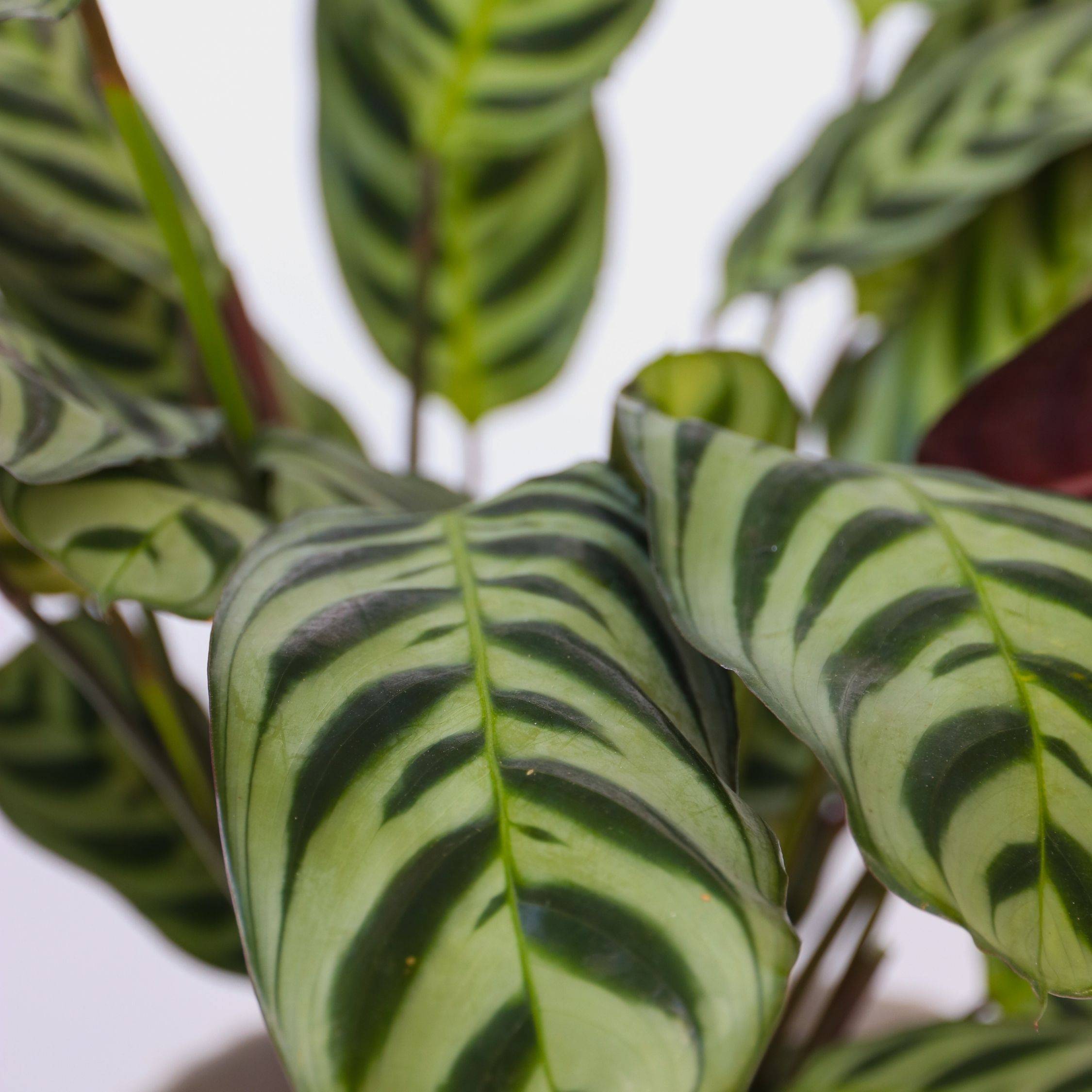 Mélange de plantes d'intérieur - Set de 3 - Hauteur 25-40cm - ⌀12cm - Image 4