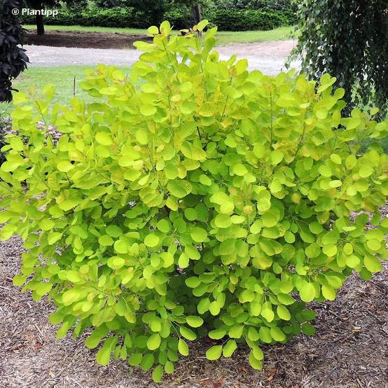 Promesse de Fleurs - Cotinus coggygria Golden Lady - Arbre à perruque Pot de 7,5L/10L - Image 1
