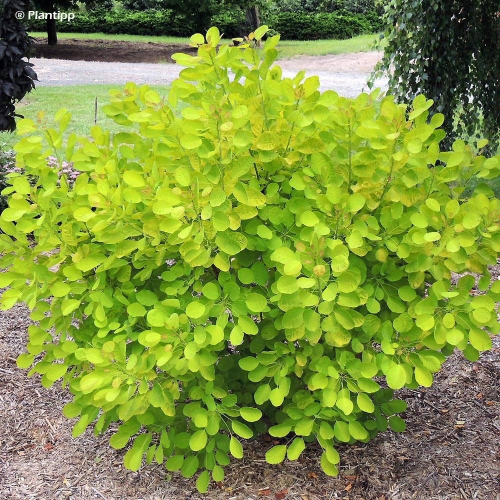 Promesse de Fleurs - Cotinus coggygria Golden Lady - Arbre à perruque Pot de 7,5L/10L - Image 1