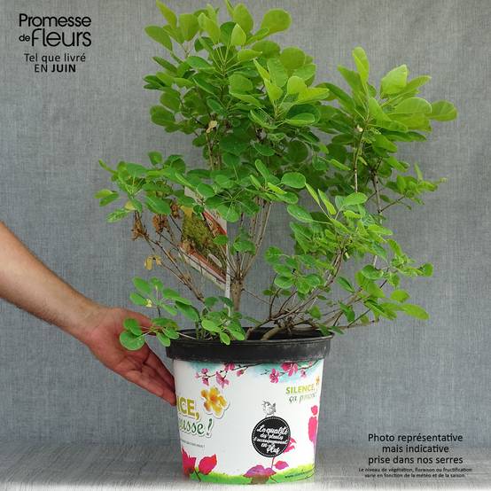 Promesse de Fleurs - Cotinus coggygria Golden Lady - Arbre à perruque Pot de 7,5L/10L - Image 2