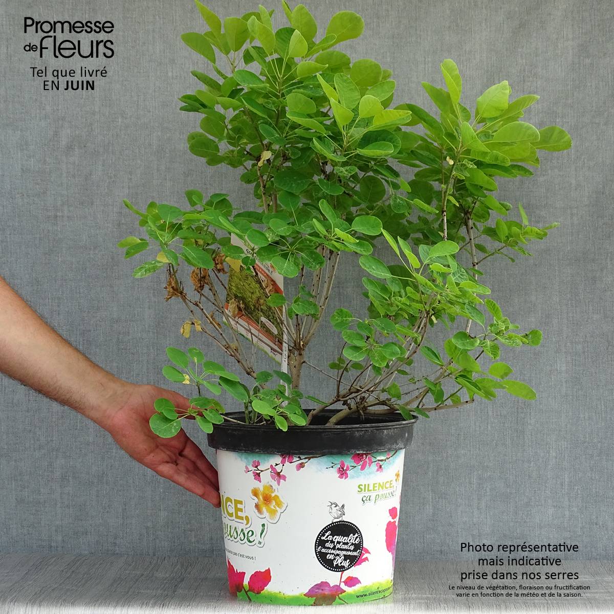 Promesse de Fleurs - Cotinus coggygria Golden Lady - Arbre à perruque Pot de 7,5L/10L - Image 2
