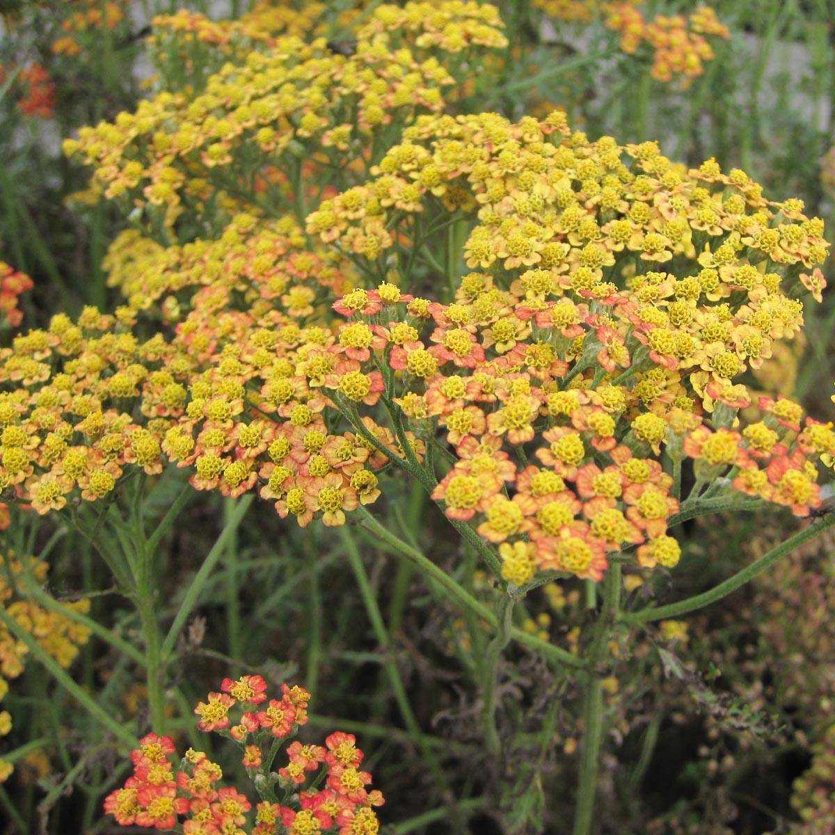 Promesse de Fleurs - Achillée millefolium Feuerland Godet de 8/9 cm