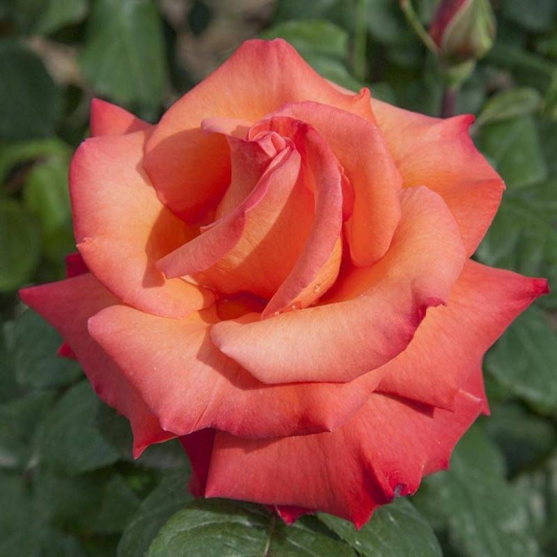 Rosier à grandes fleurs Christophe Colomb® 'Meironsse' à fleurs Orange/ - feuillage Caduc - Pot de 10 L - 1/2 tige - Image 4