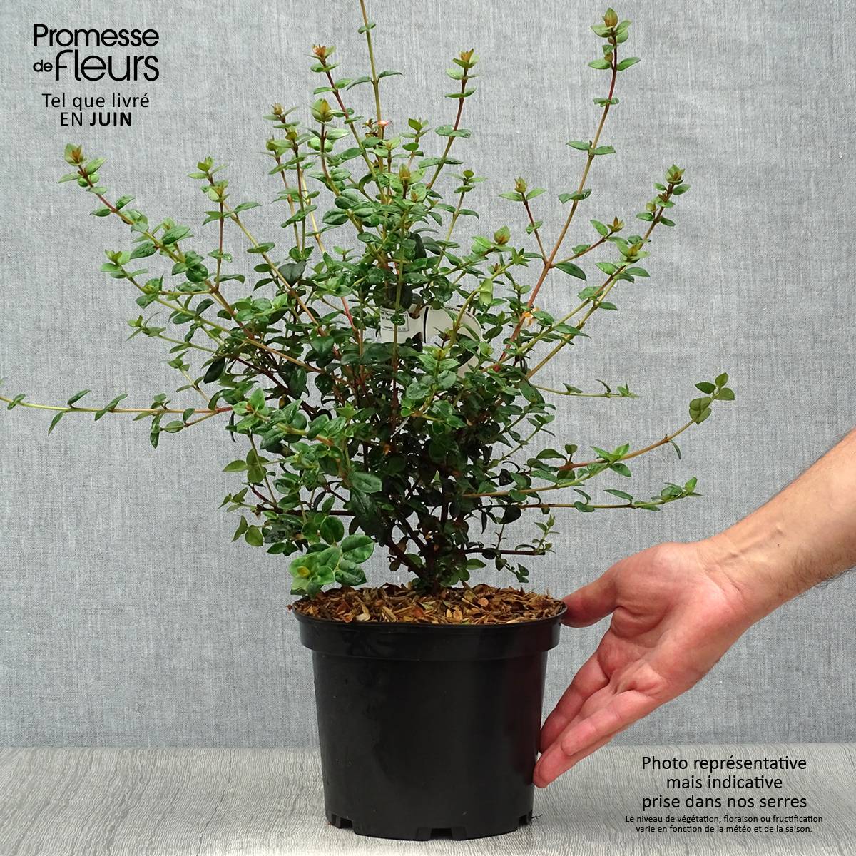 Myrtus ugni ou Ugni molinae Elite Pot de 2L/3L - Image 2