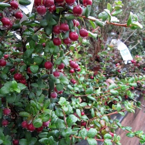 Myrtus ugni ou Ugni molinae Elite Pot de 2L/3L - Image 1