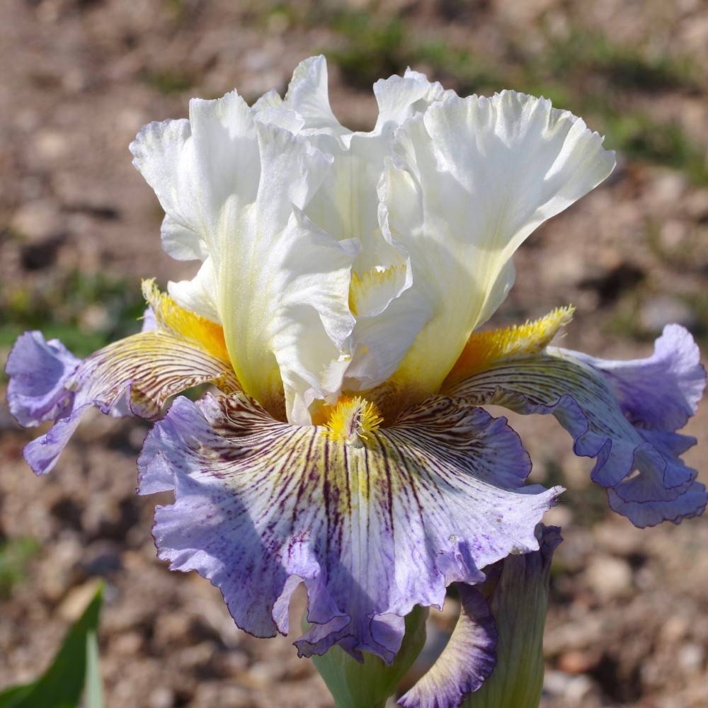Iris germanica Brin de Folie - Iris des Jardins Godet de 8/9 cm