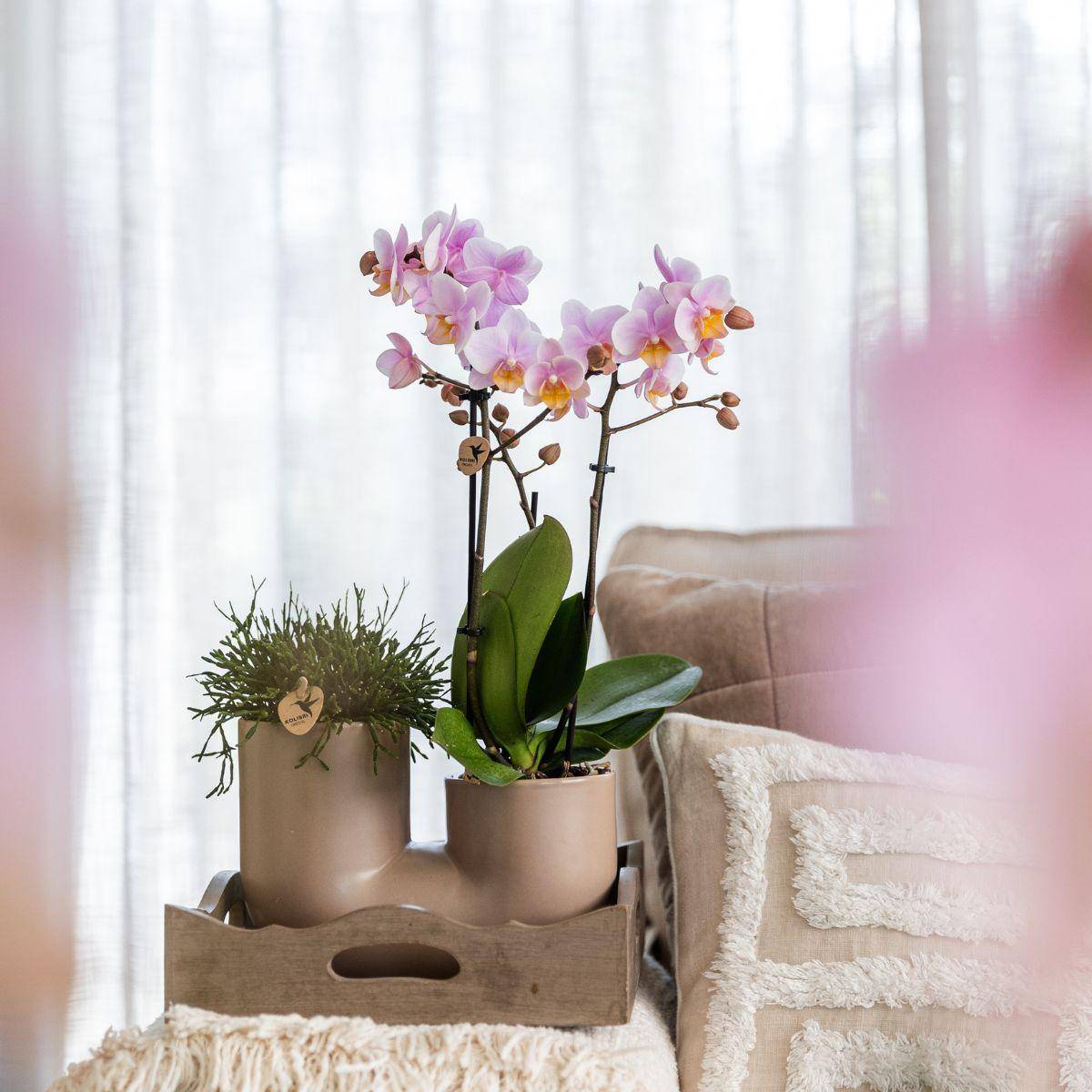 Orchidée Phalaenopsis 'Zürich' blanche - Set avec succulente + cache-pot décoratif - Pot de 9cm - Plantes d'intérieur - Image 2