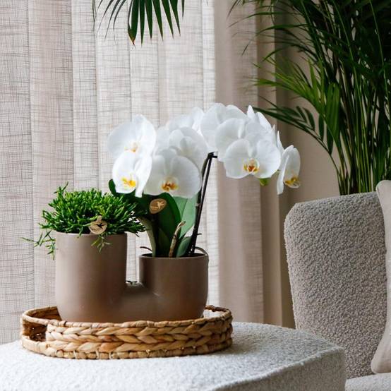 Orchidée Phalaenopsis 'Zürich' blanche - Set avec succulente + cache-pot décoratif - Pot de 9cm - Plantes d'intérieur - Image 3