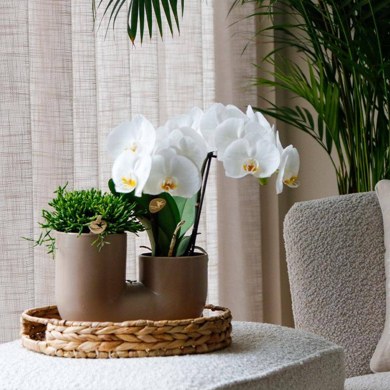 Orchidée Phalaenopsis 'Zürich' blanche - Set avec succulente + cache-pot décoratif - Pot de 9cm - Plantes d'intérieur - Image 3