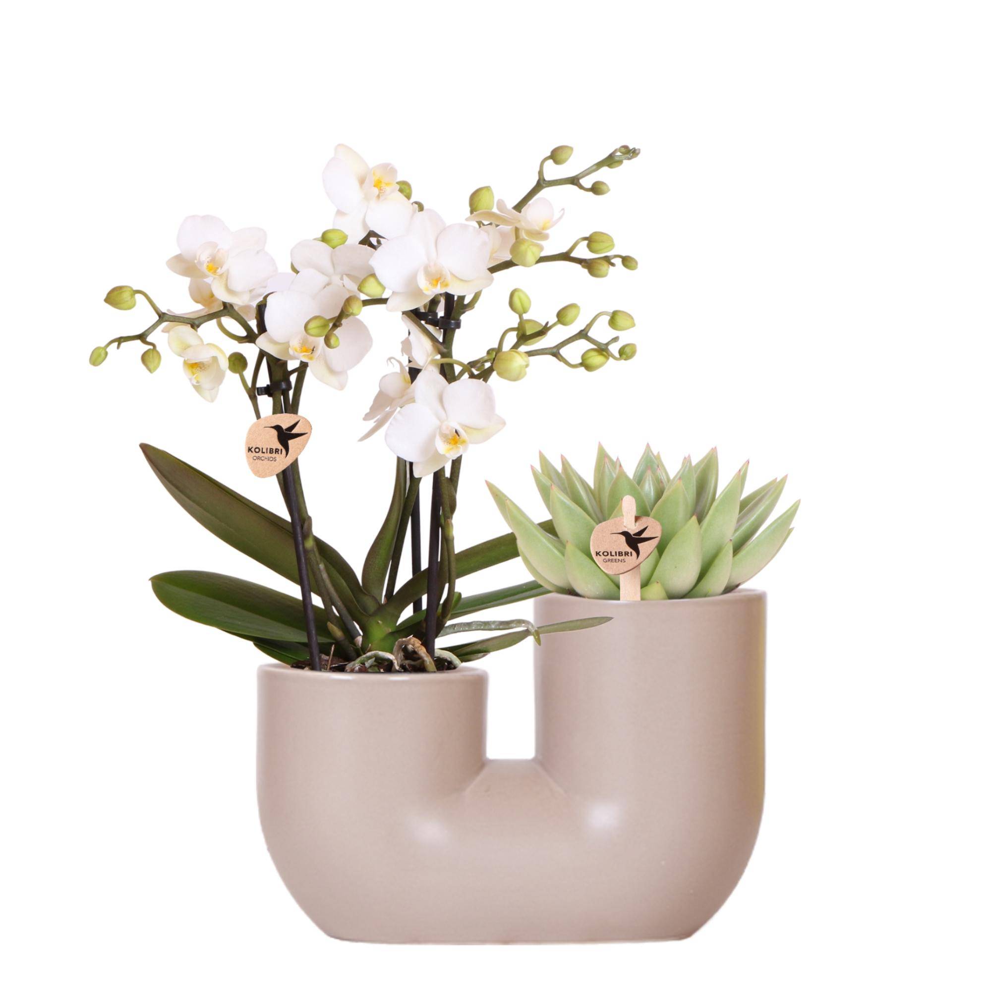 Orchidée Phalaenopsis 'Zürich' blanche - Set avec succulente + cache-pot décoratif - Pot de 9cm - Plantes d'intérieur - Image 1