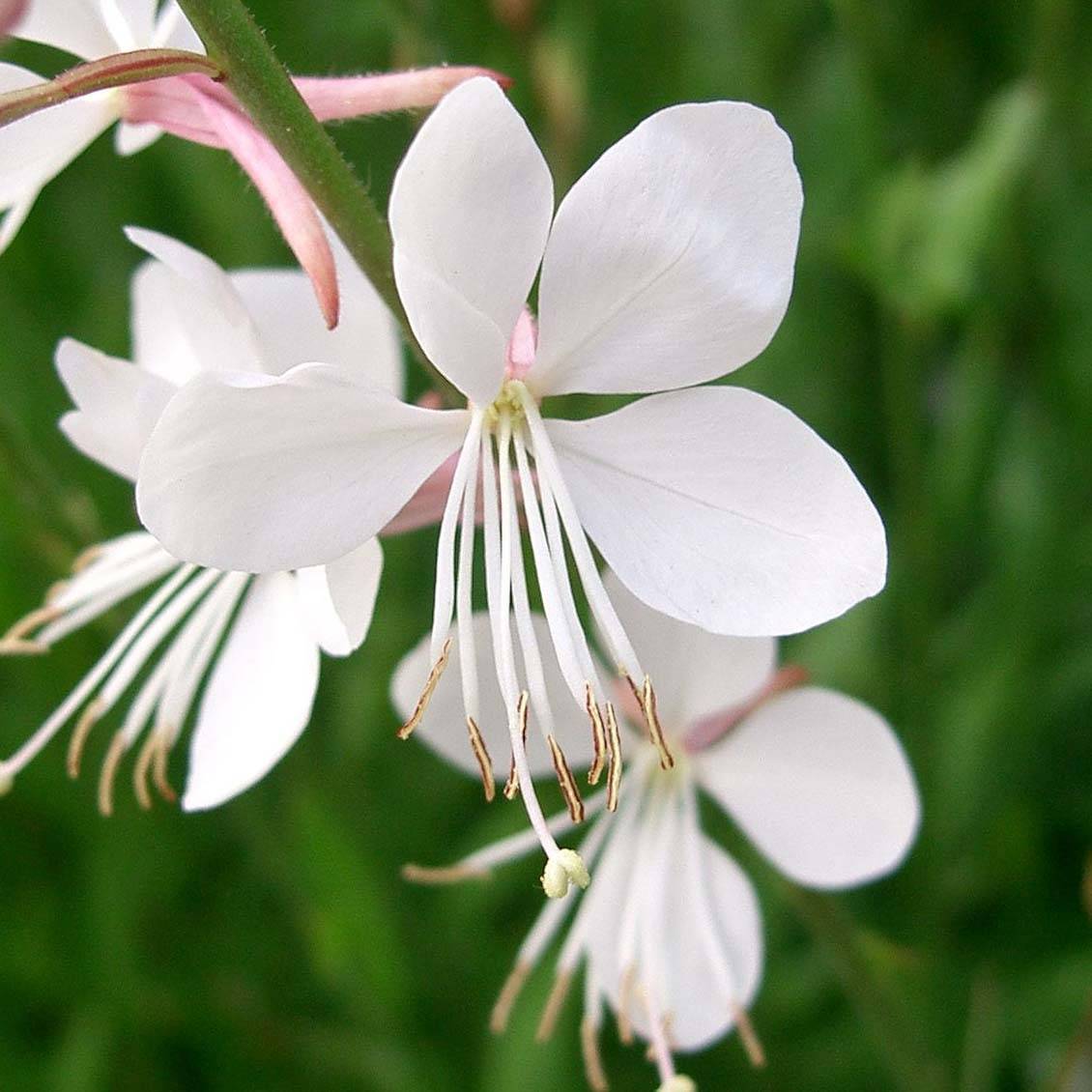 Promesse de Fleurs - Gaura lindheimeri Whirling Butterflies Pot de 2L/3L
