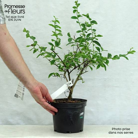 Lagerstroemia indica Souvenir d'Hubert Puard - Lilas des Indes Pot de 3L/4L - Image 2