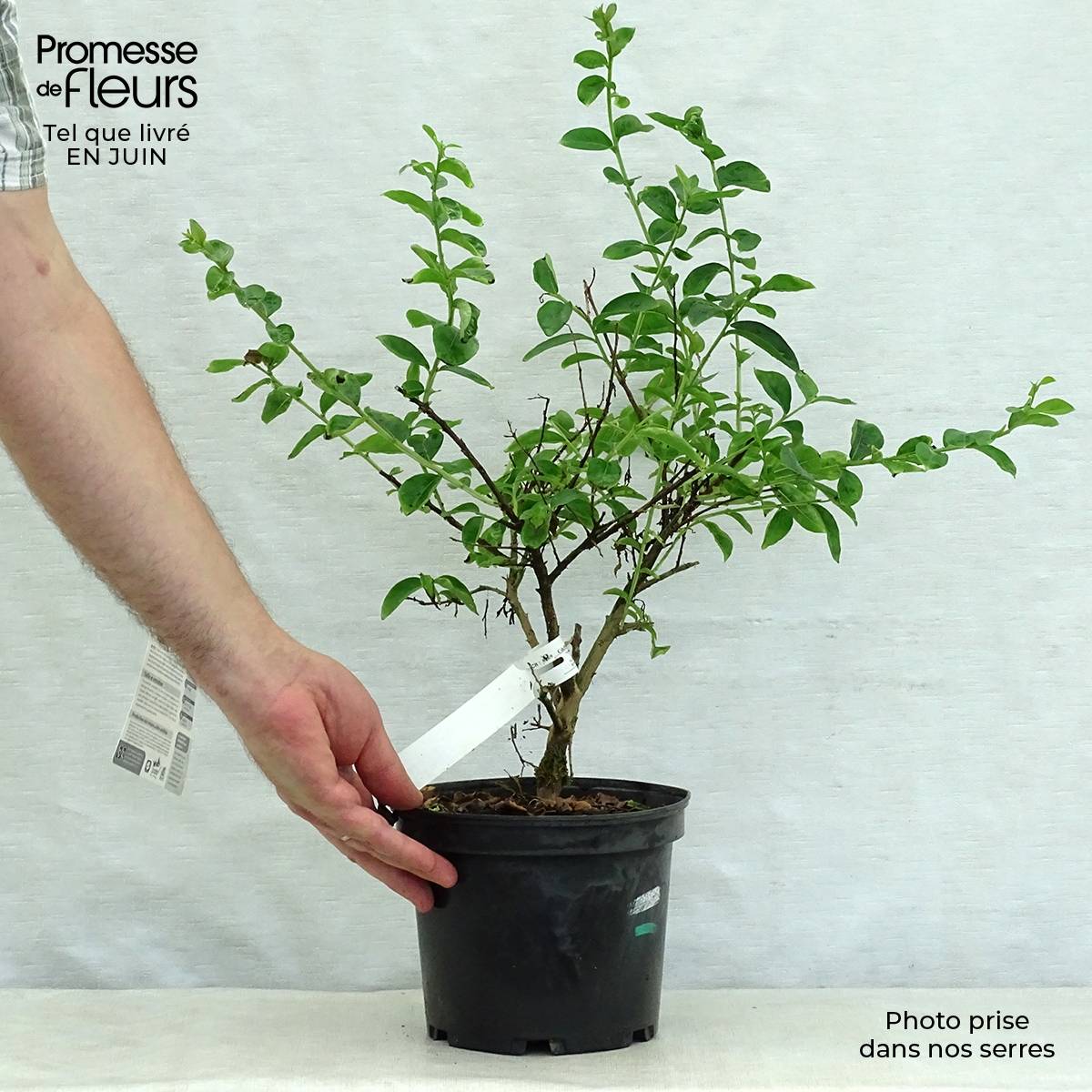 Lagerstroemia indica Souvenir d'Hubert Puard - Lilas des Indes	 Pot de 3L/4L - Image 2