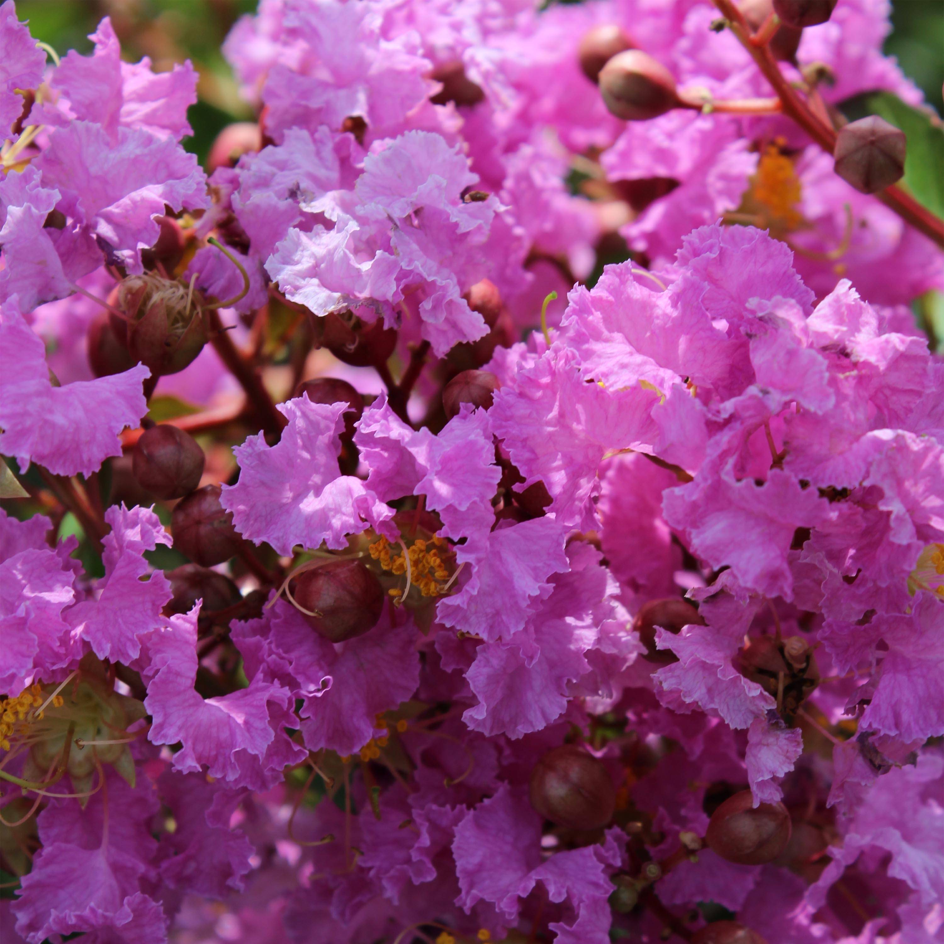 Lagerstroemia indica Souvenir d'Hubert Puard - Lilas des Indes	 Pot de 3L/4L - Image 1