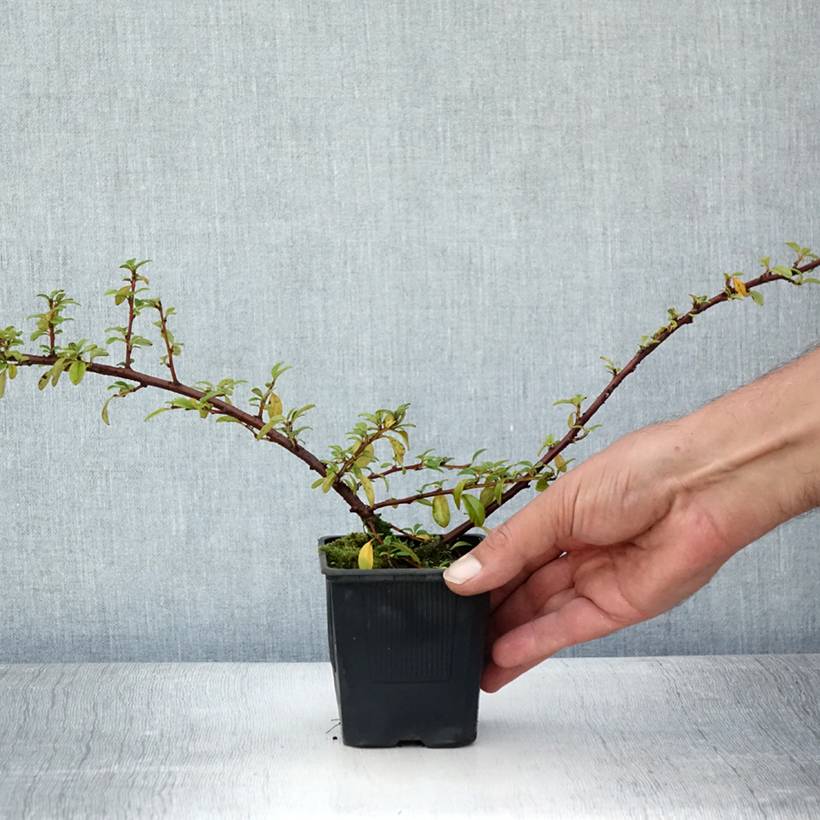 Cotonéaster suecicus Skogholm Godet de 8/9 cm - Image 2