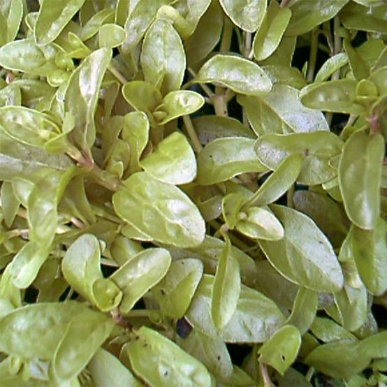 Promesse de Fleurs - Menthe Pouliot - Mentha pulegium Godet de 8/9 cm