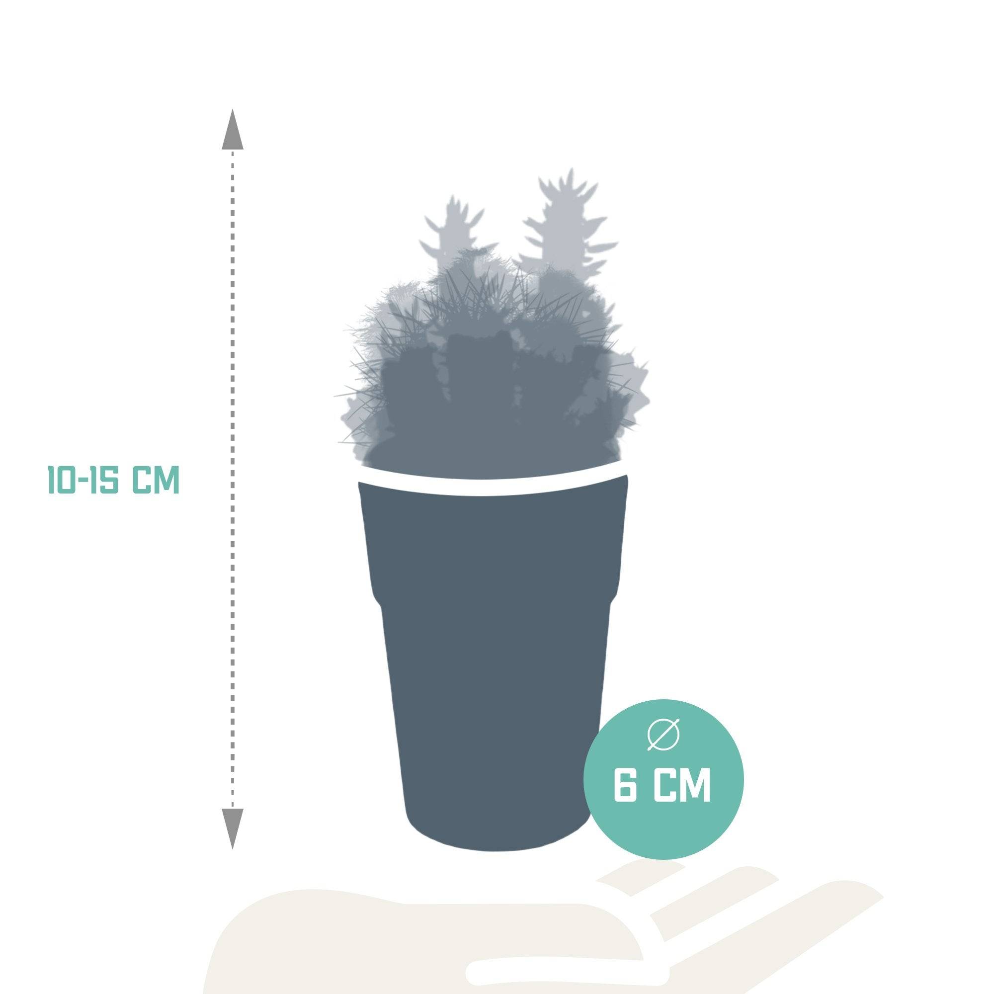 Mix de 5 cactus et leurs caches-pots colorés h16cm- La Green Touch - Image 8
