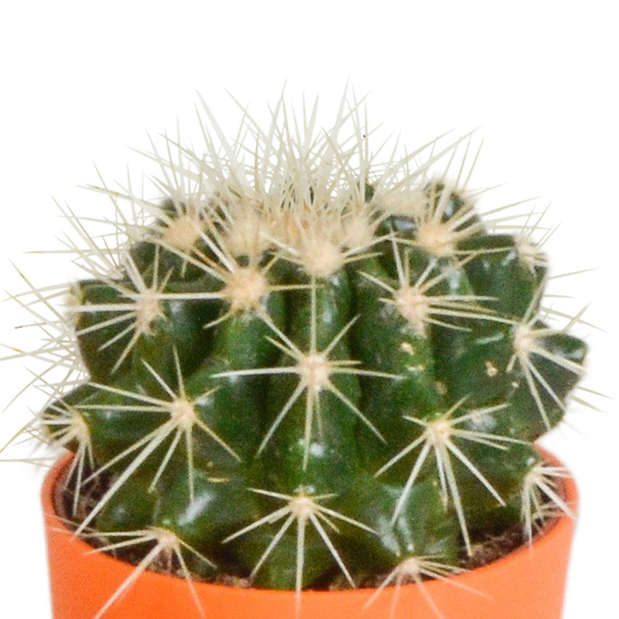 Mix de 5 cactus et leurs caches-pots colorés h16cm- La Green Touch - Image 5