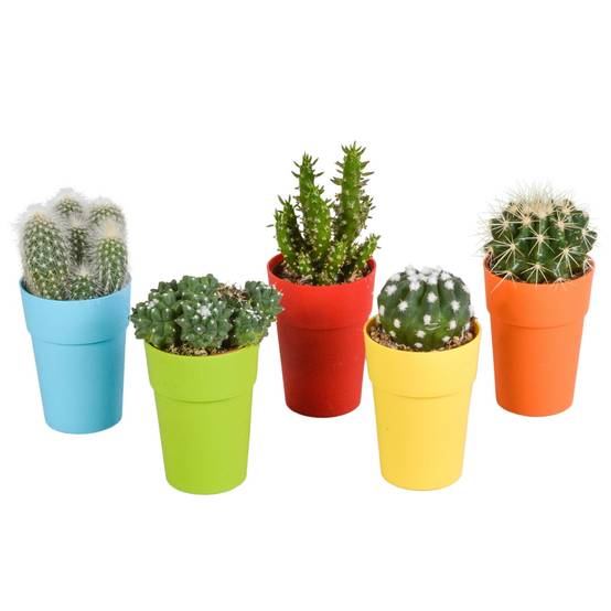Mix de 5 cactus et leurs caches-pots colorés h16cm- La Green Touch - Image 2