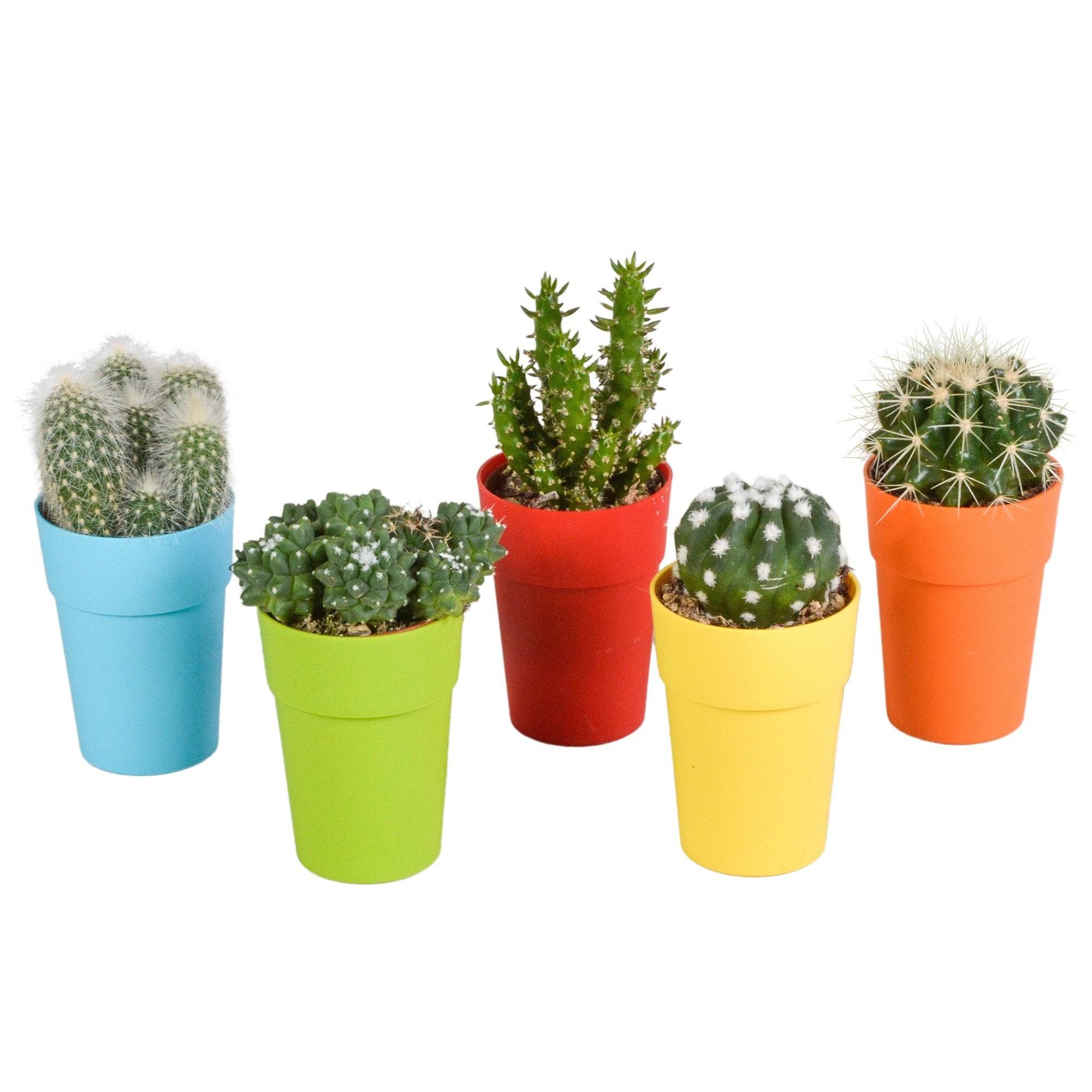 Mix de 5 cactus et leurs caches-pots colorés h16cm- La Green Touch - Image 2