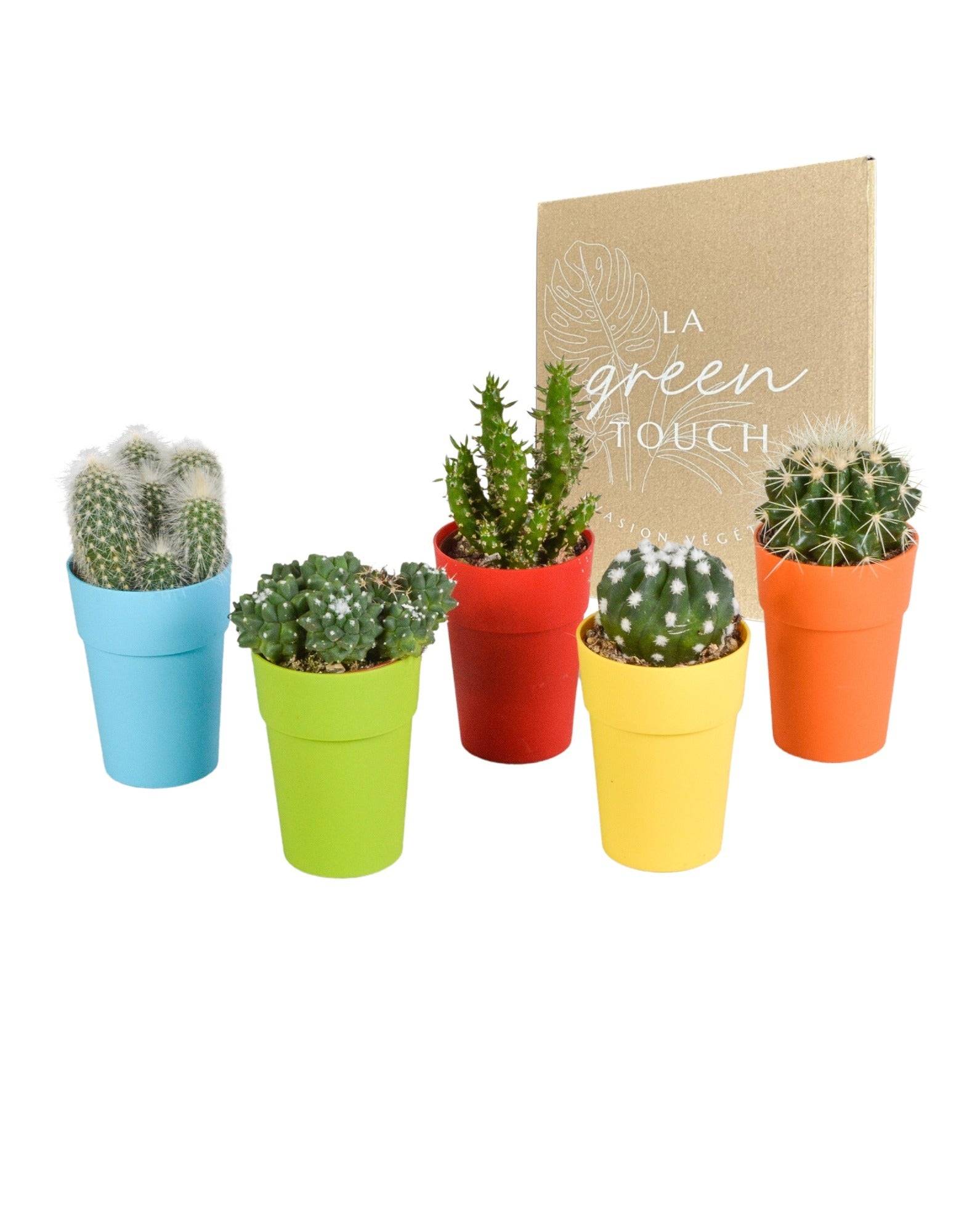 Mix de 5 cactus et leurs caches-pots colorés h16cm- La Green Touch - Image 1