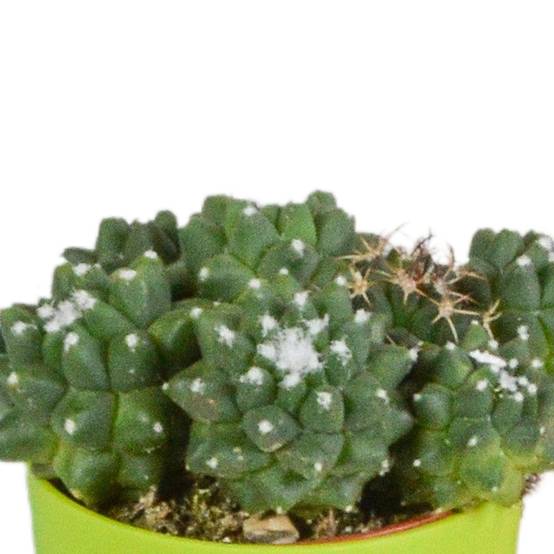 Mix de 5 cactus et leurs caches-pots colorés h16cm- La Green Touch - Image 4