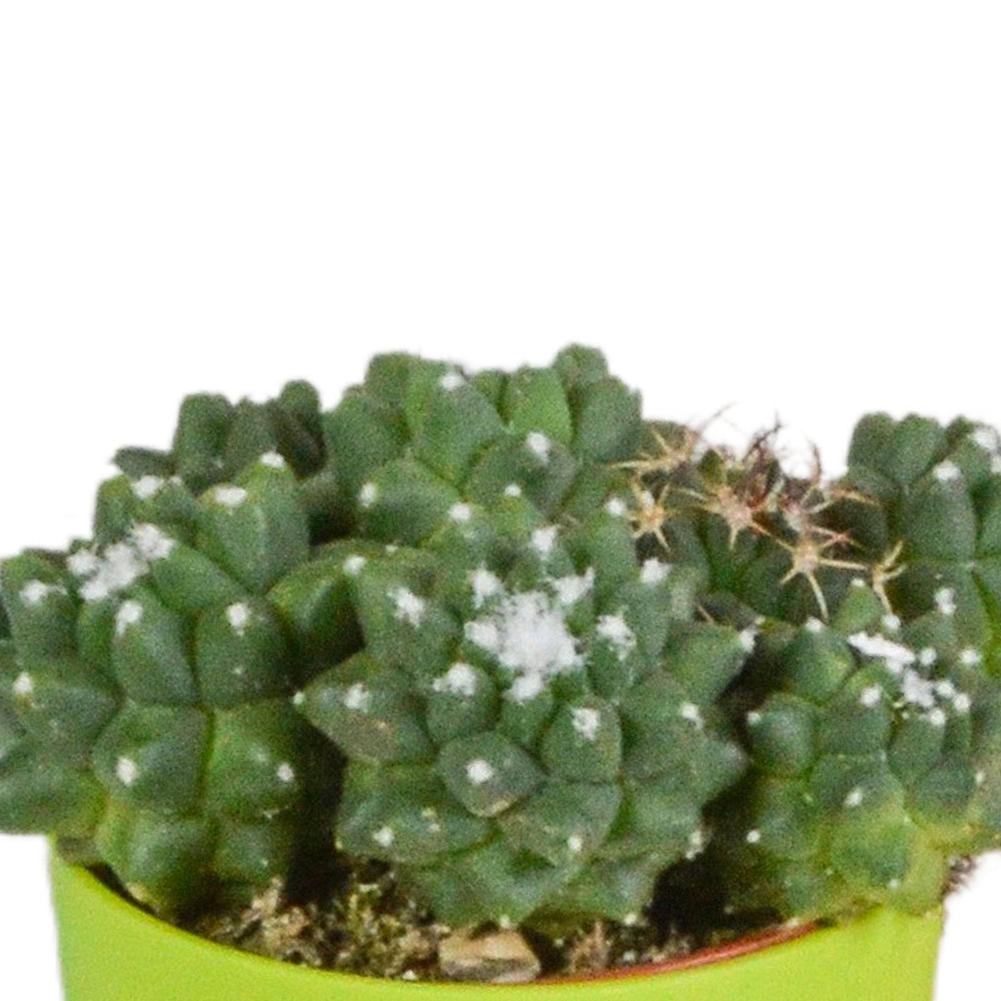 Mix de 5 cactus et leurs caches-pots colorés h16cm- La Green Touch - Image 4