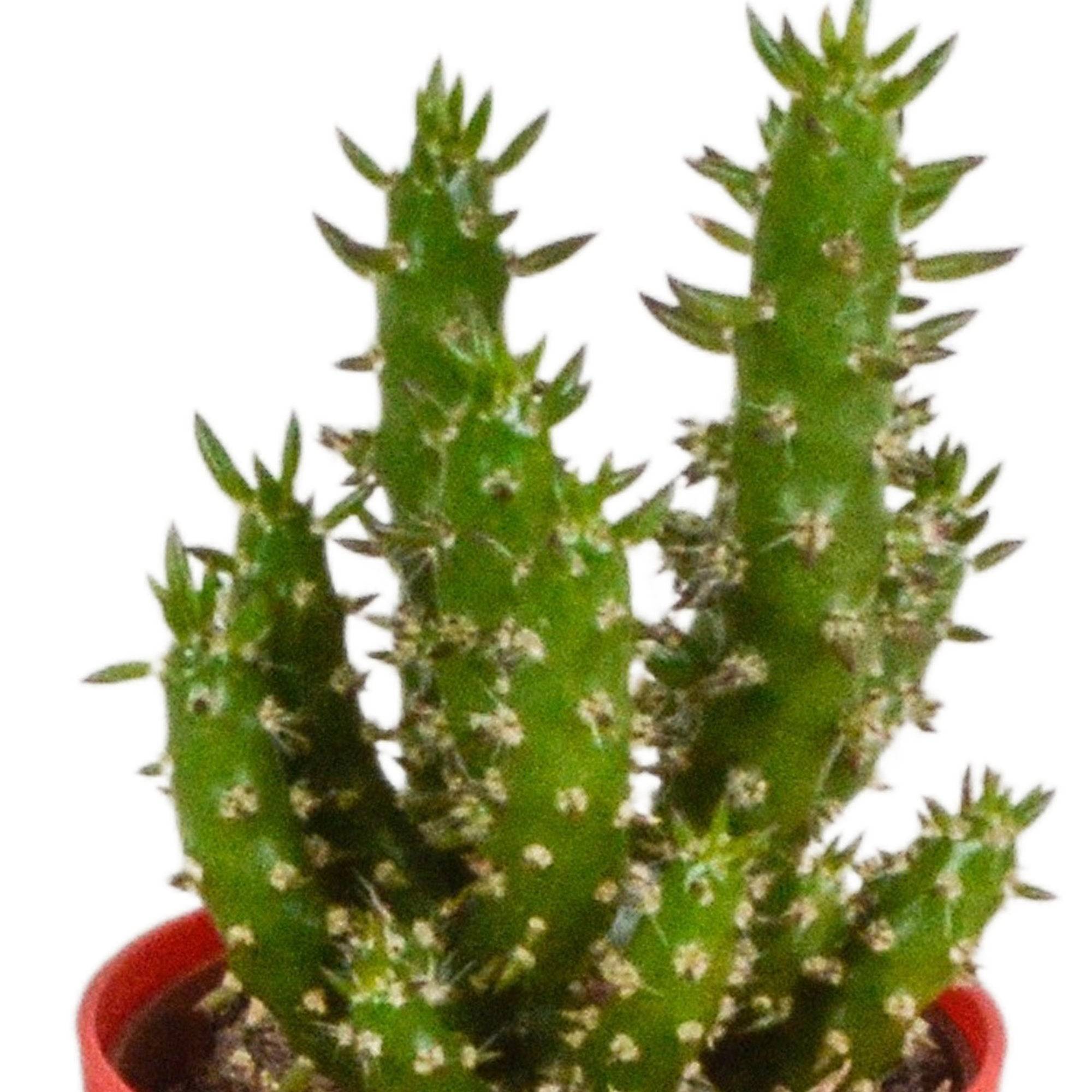 Mix de 5 cactus et leurs caches-pots colorés h16cm- La Green Touch - Image 7