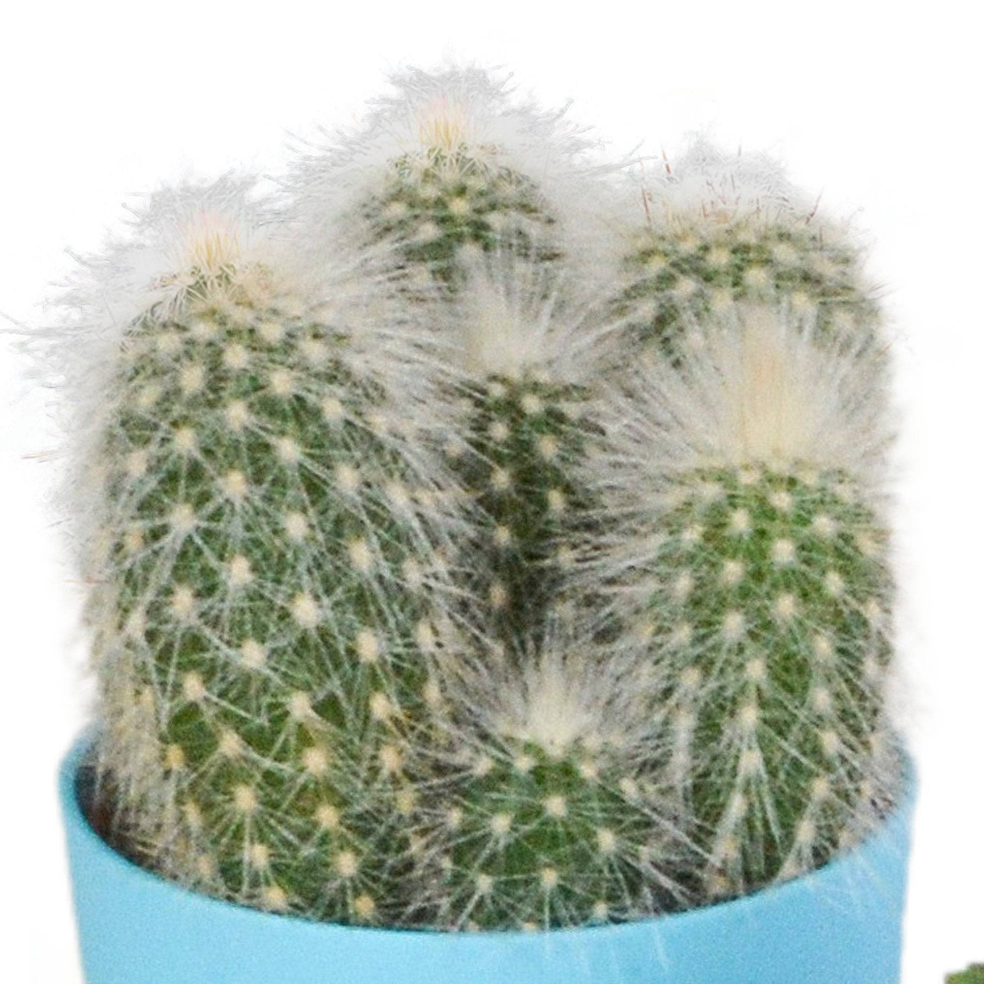 Mix de 5 cactus et leurs caches-pots colorés h16cm- La Green Touch - Image 3