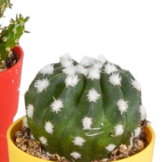 Mix de 5 cactus et leurs caches-pots colorés h16cm- La Green Touch - Image 6