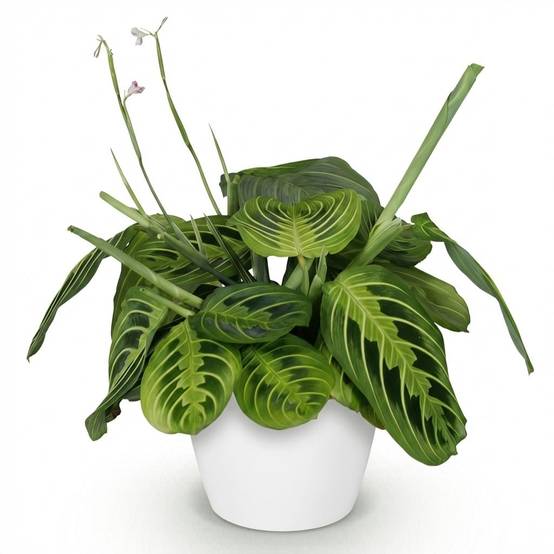 Maranta Fascinator Lemon Vert Clair - H35cm - Image 3