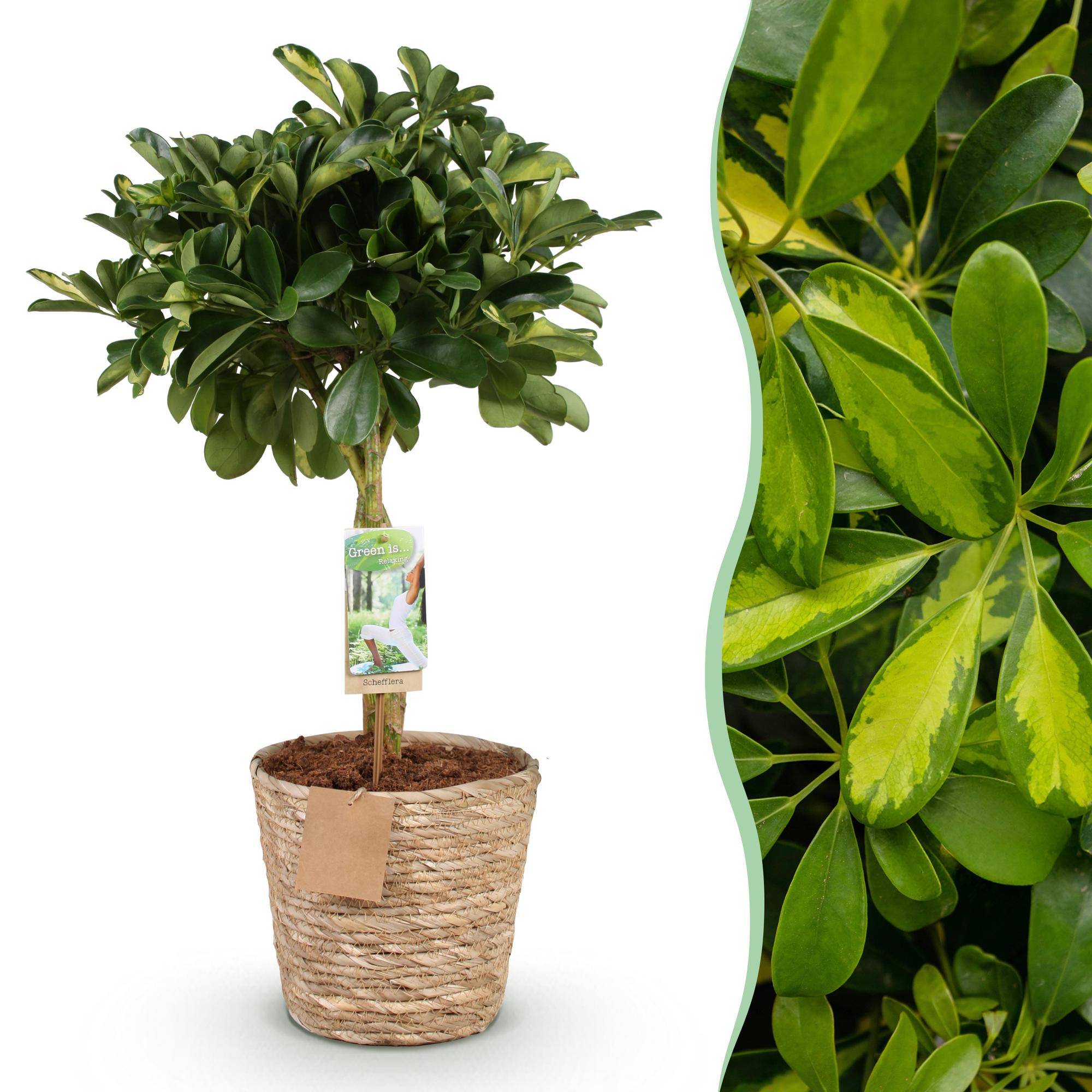 Schefflera Gold Capelle - Pot de 21cm - Hauteur 70-81cm - Panier - Plantes d'intérieur - Image 1