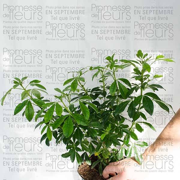 Choisya ternata - Oranger du Mexique Pot de 2L/3L - Image 4
