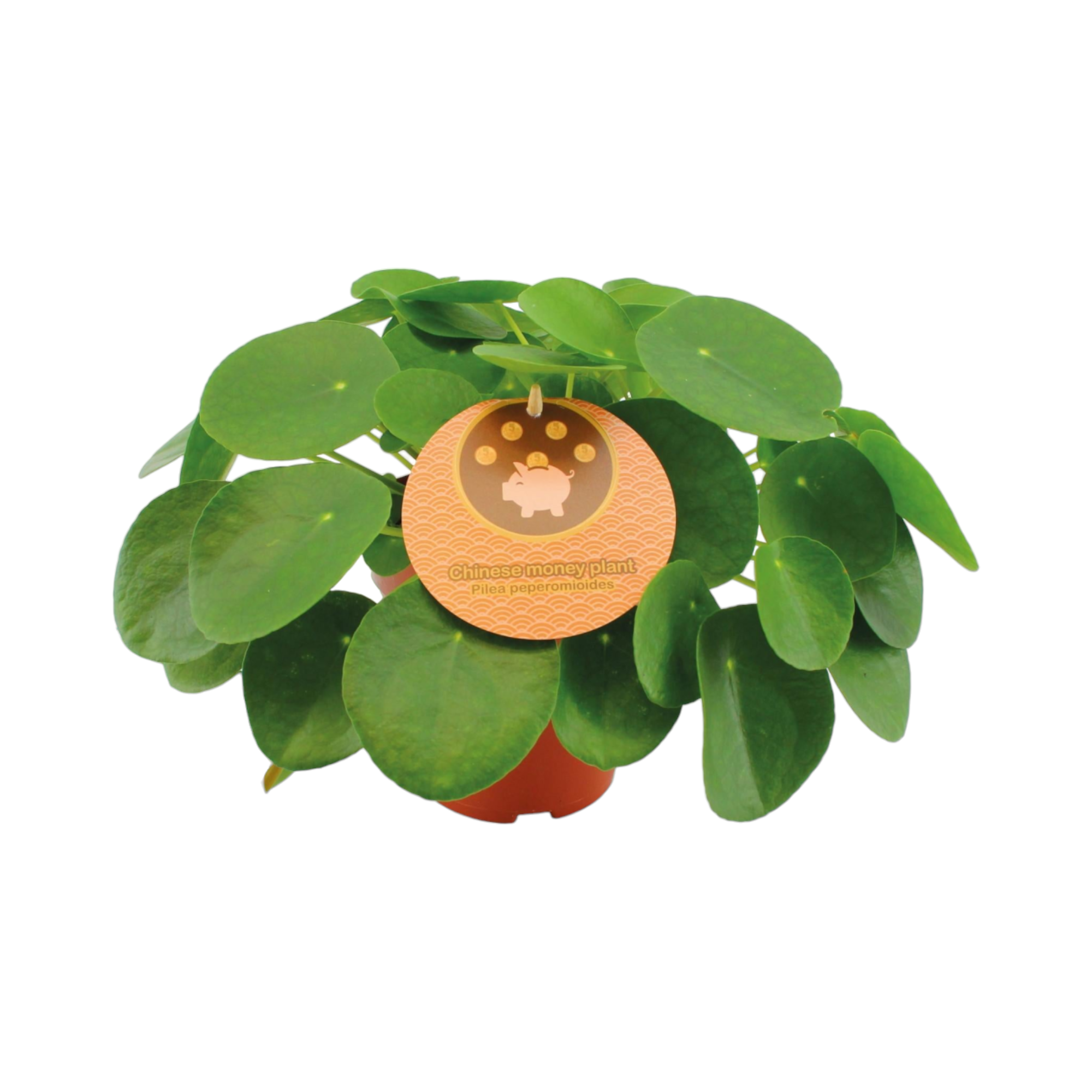 Pilea Peperomioides 30cm - Plante d'intérieur- La Green Touch - Image 1