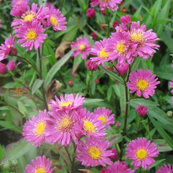 Promesse de Fleurs - Aster novi-belgii Crimson Brocade - Aster grand d'automne Godet de 8/9 cm