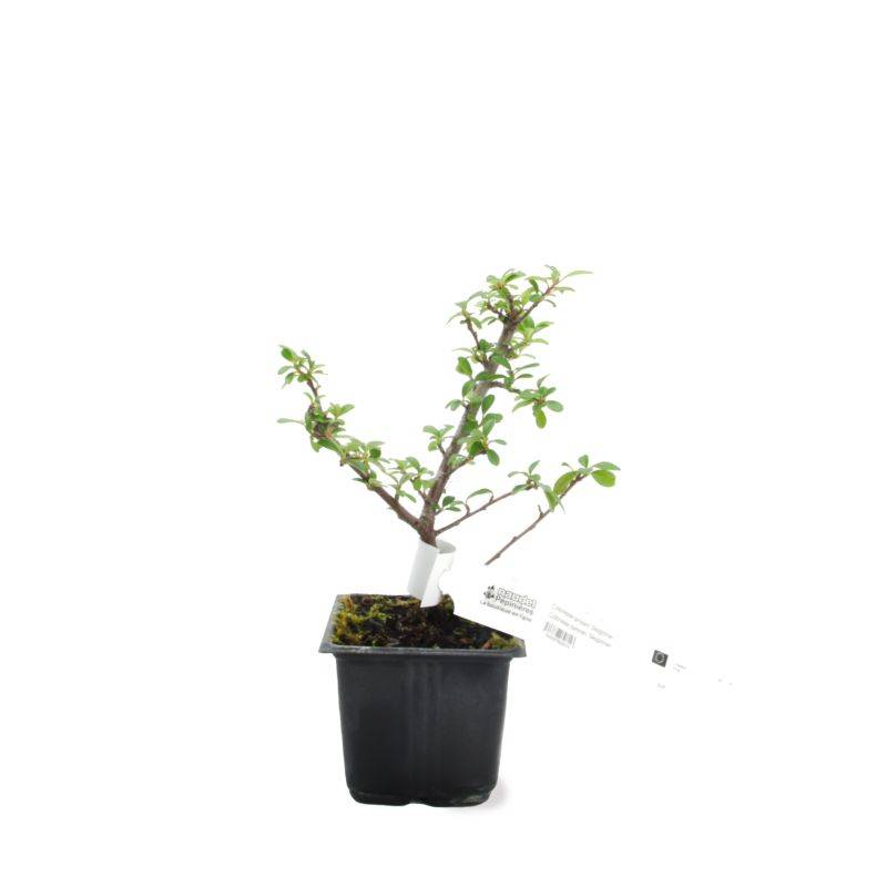 Cotoneaster de Dammer 'Skogholm' (Cotoneaster dammeri 'Skogholm') - Godet - Taille 15/30cm - Pépinières Naudet - Image 2