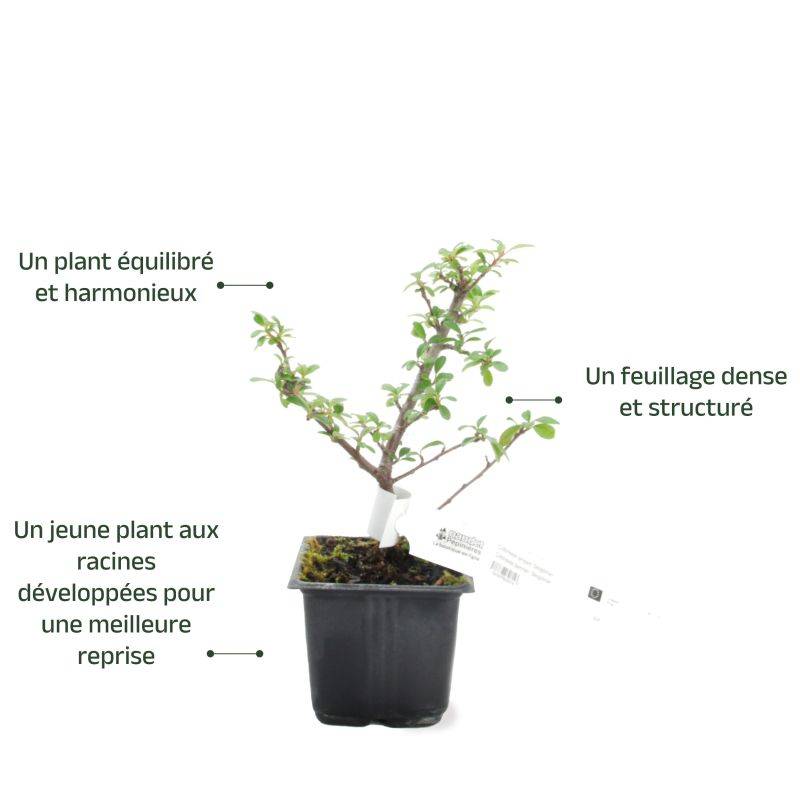 Cotoneaster de Dammer 'Skogholm' (Cotoneaster dammeri 'Skogholm') - Godet - Taille 15/30cm - Pépinières Naudet - Image 3
