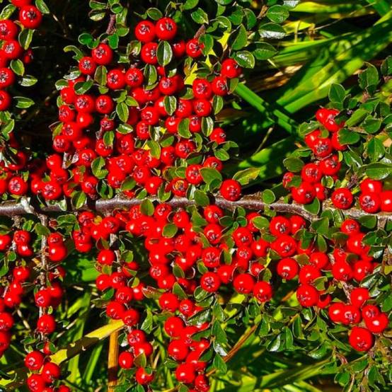 Cotoneaster de Dammer 'Skogholm' (Cotoneaster dammeri 'Skogholm') - Godet - Taille 15/30cm - Pépinières Naudet - Image 1