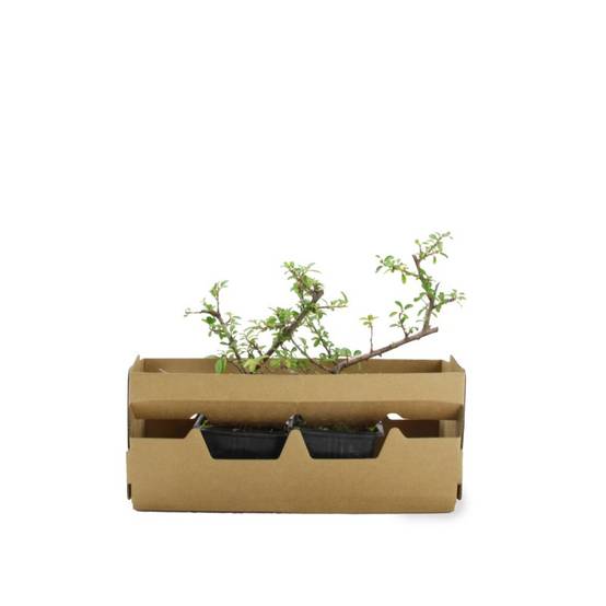 Cotoneaster de Dammer 'Skogholm' (Cotoneaster dammeri 'Skogholm') - Godet - Taille 15/30cm - Pépinières Naudet - Image 4