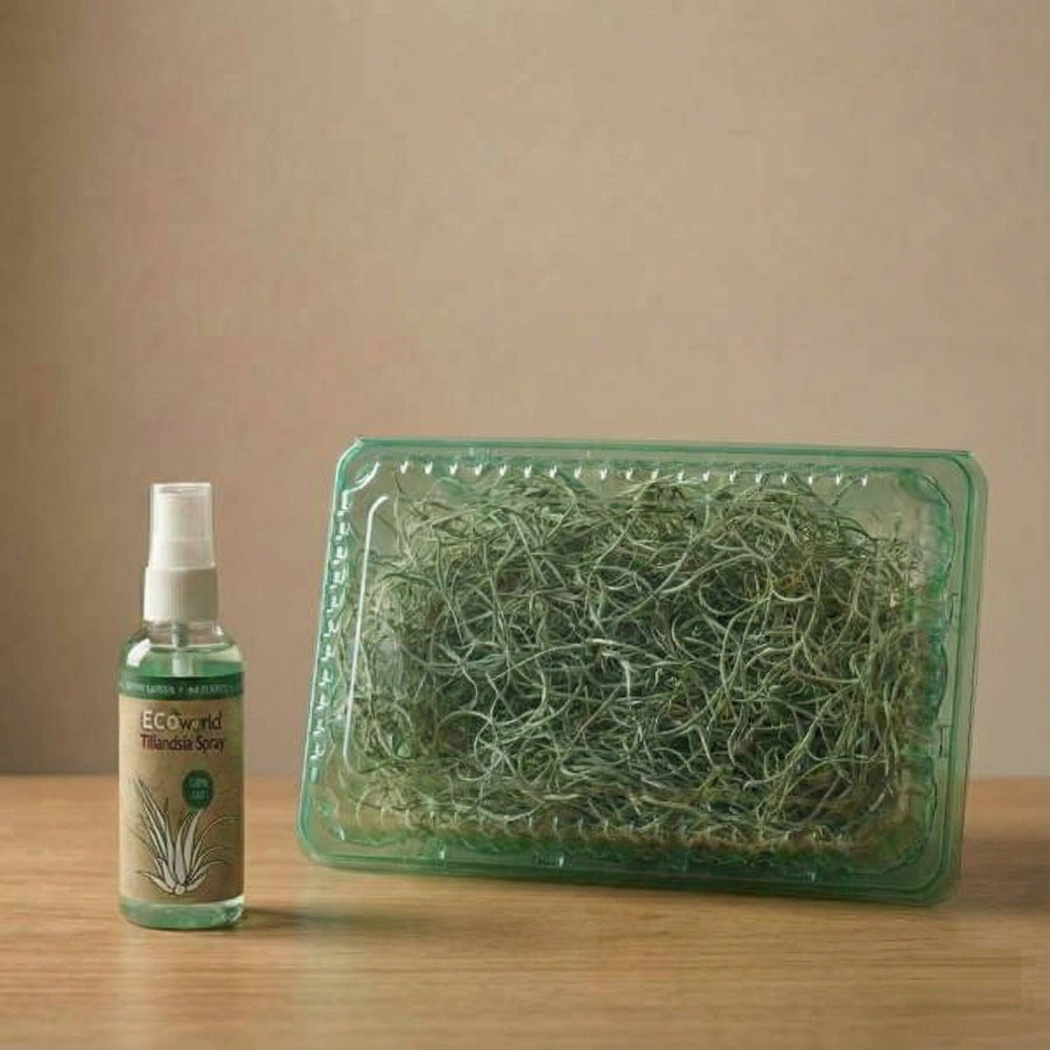Tillandsia Mousse Espagnole 3 pièces - Plante Aérienne Décorative - Image 4