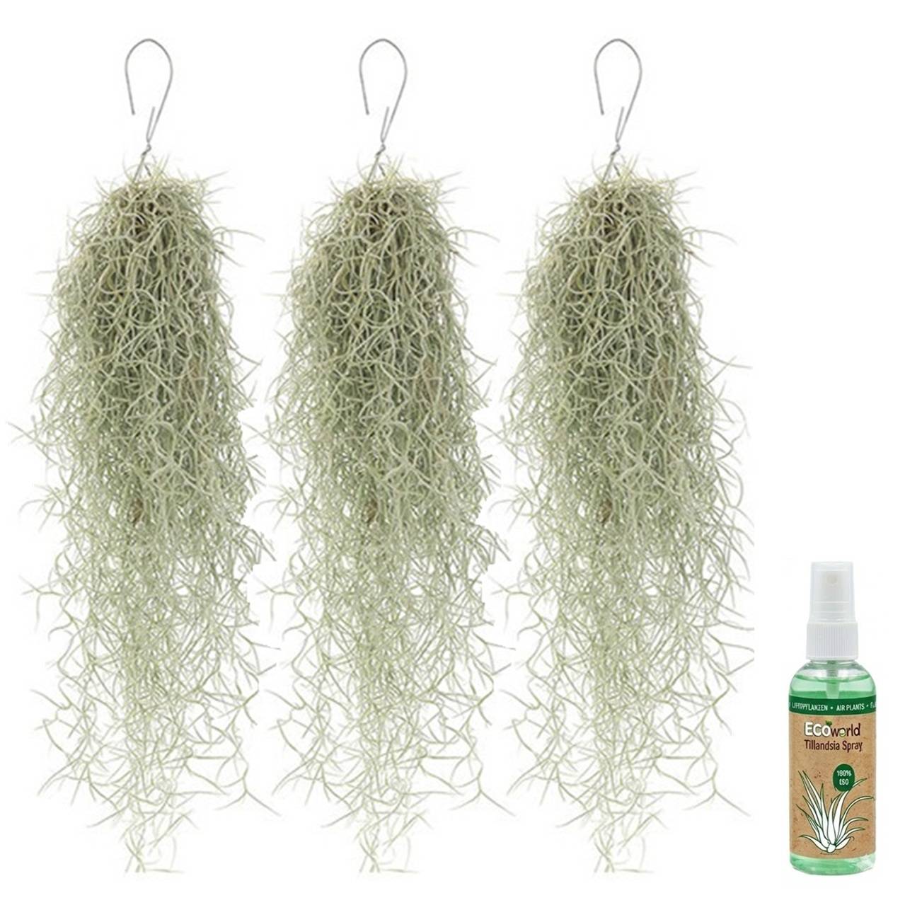 Tillandsia Mousse Espagnole 3 pièces - Plante Aérienne Décorative