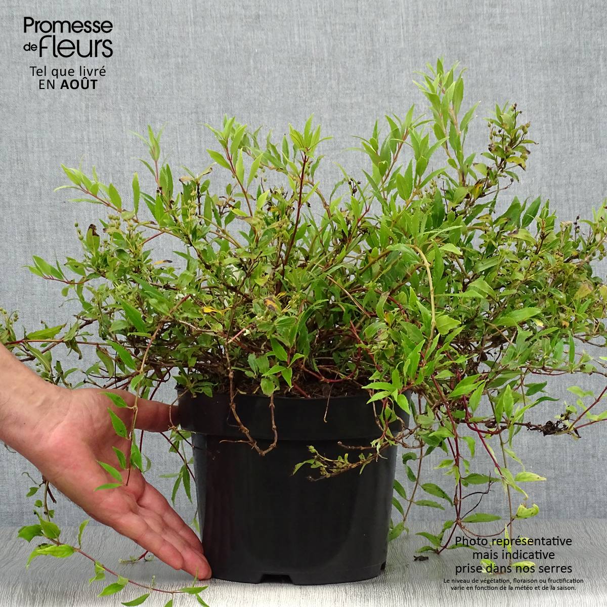 Promesse de Fleurs - Deutzia gracilis Nikko Pot de 2L/3L - Image 2