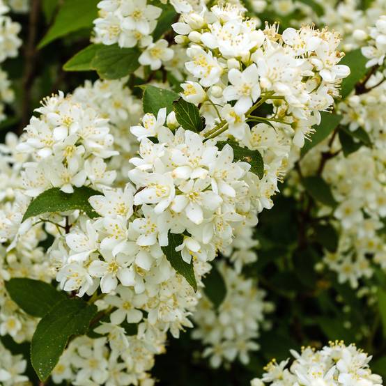 Promesse de Fleurs - Deutzia gracilis Nikko Pot de 2L/3L - Image 1
