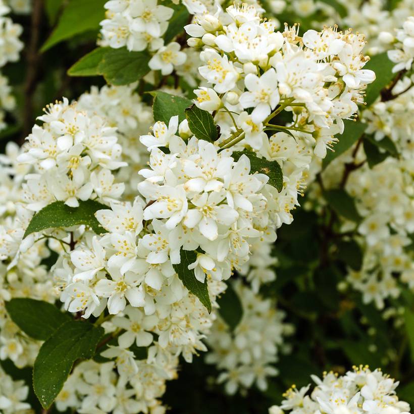Promesse de Fleurs - Deutzia gracilis Nikko Pot de 2L/3L - Image 1