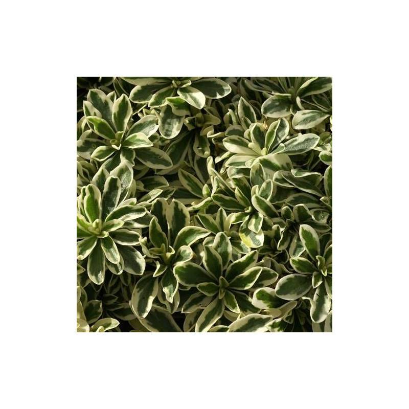Corbeille d'argent panachée à fleurs Blanche - feuillage Persistant - Godet - 5/20 cm-  hauteur à maturité De 0,15 m à 0,50 m - Image 1