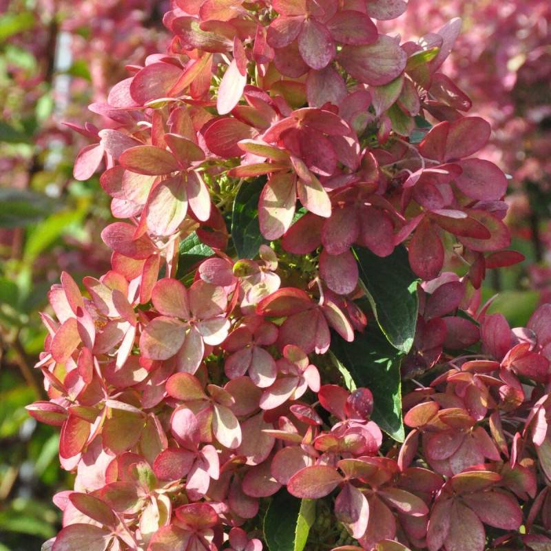 Hortensia paniculata Pastelgreen® 'Rencolor', Hydrangea paniculata à fleurs Rose - feuillage Caduc - Pot de 1,5L - 10/20 cm-  hauteur à maturité De 1, - Image 8