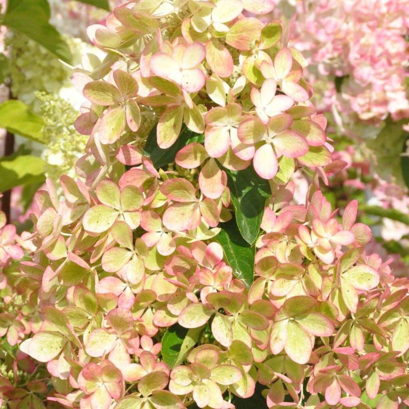 Hortensia paniculata Pastelgreen® 'Rencolor', Hydrangea paniculata à fleurs Rose - feuillage Caduc - Pot de 1,5L - 10/20 cm-  hauteur à maturité De 1, - Image 6